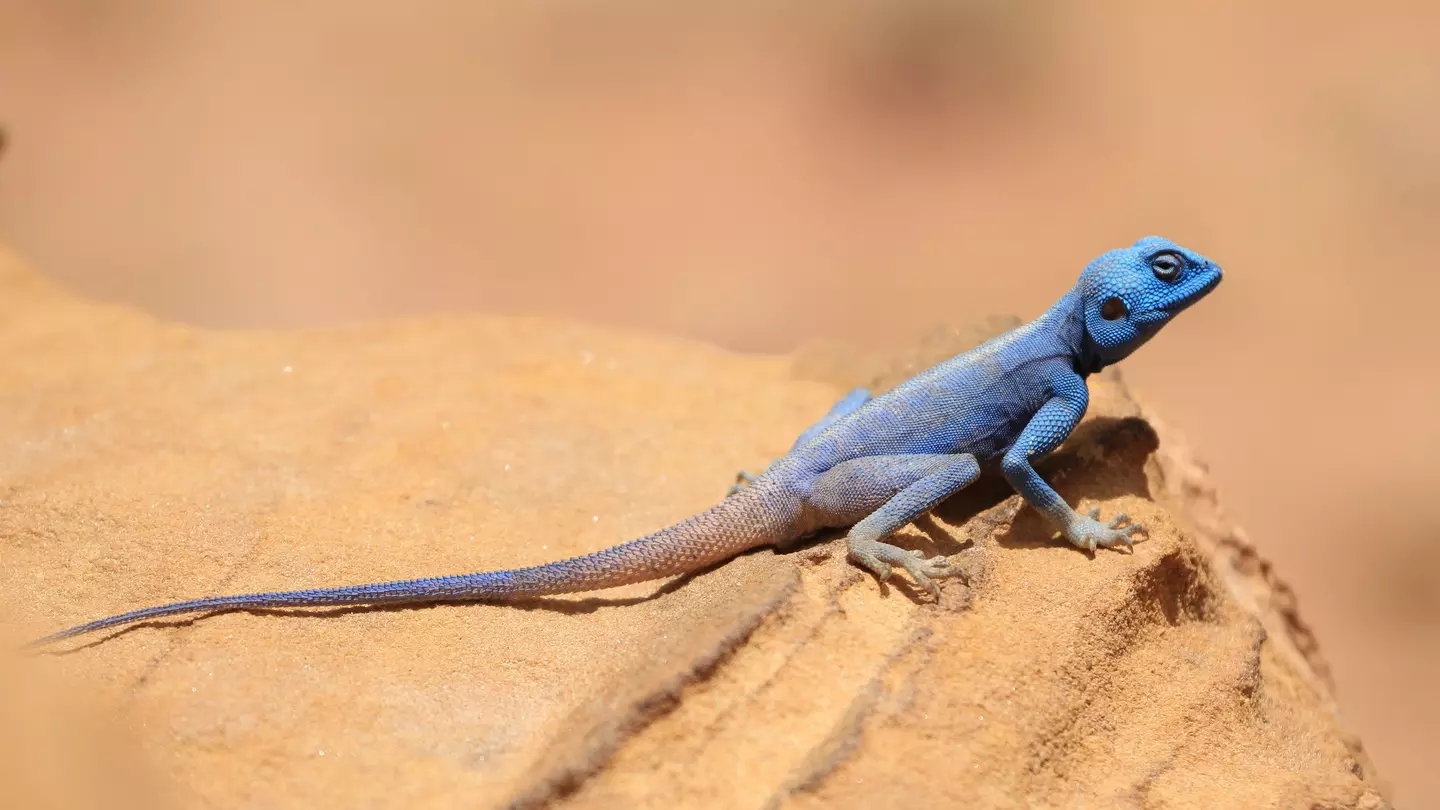 A bright blue sinai agama on a rock