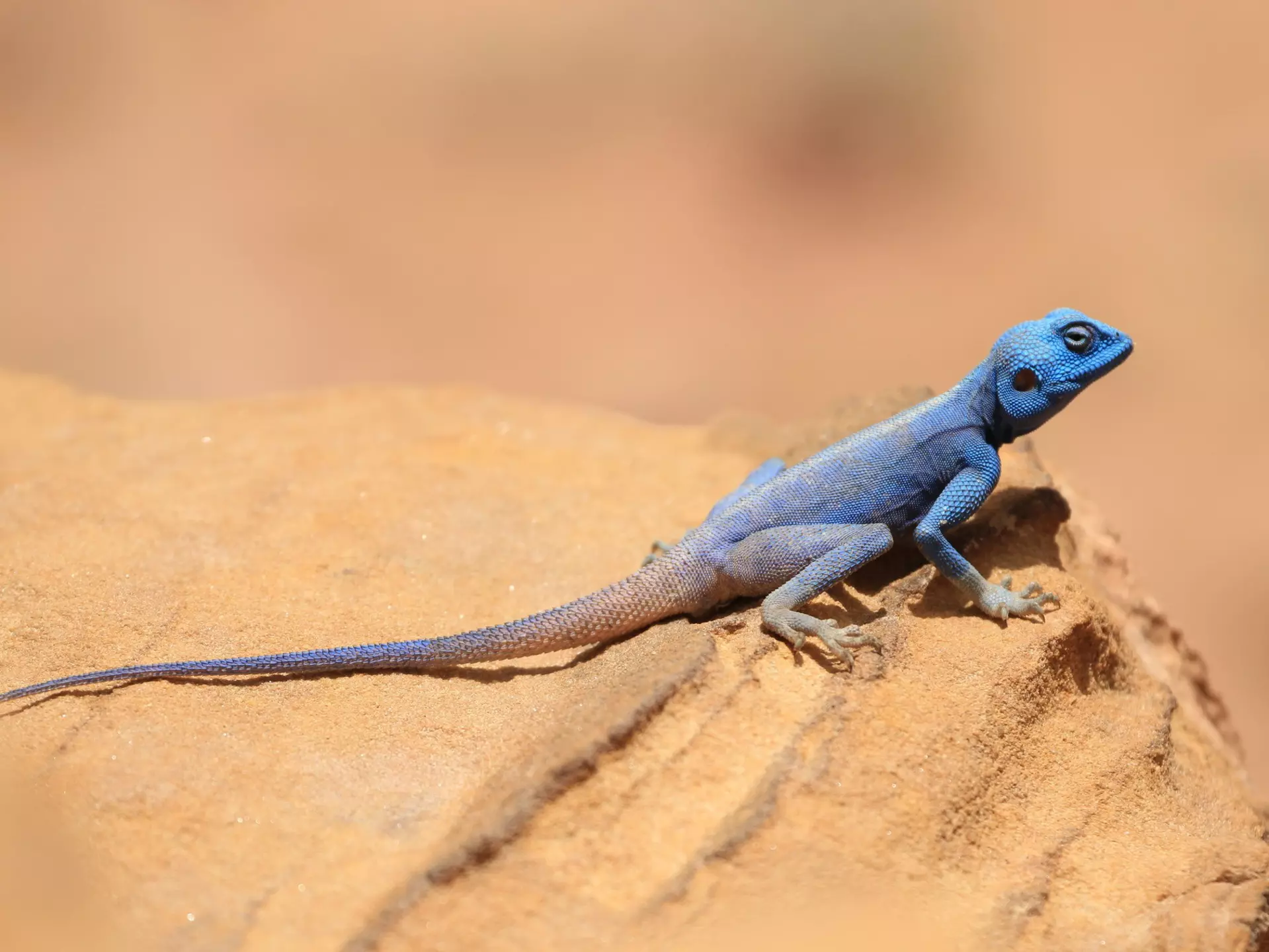 A bright blue sinai agama on a rock