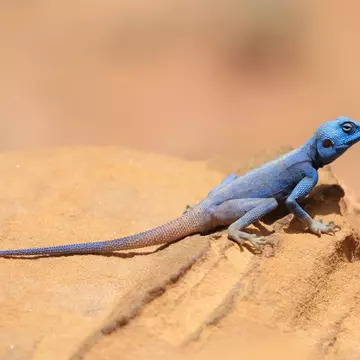 A bright blue sinai agama on a rock