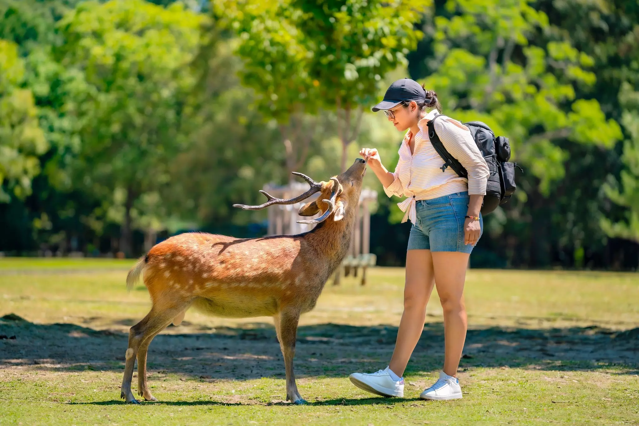 Young happy woman interacts with a deer at Nara Park, Japan