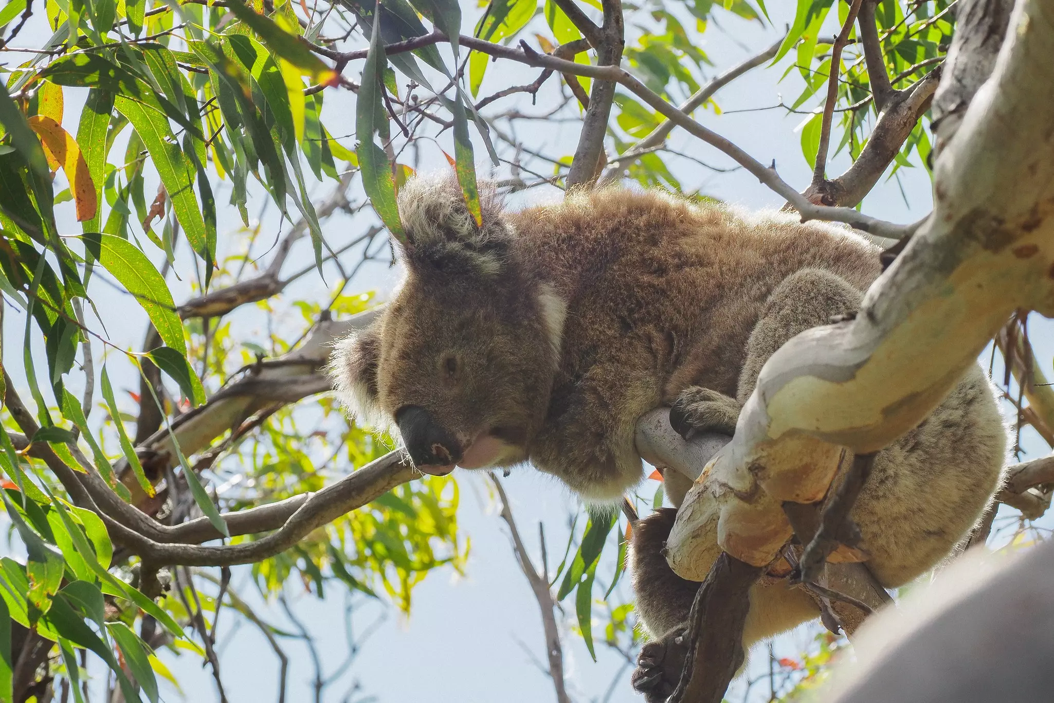 Koala on the Great Ocean Walk in Victoria, Australia