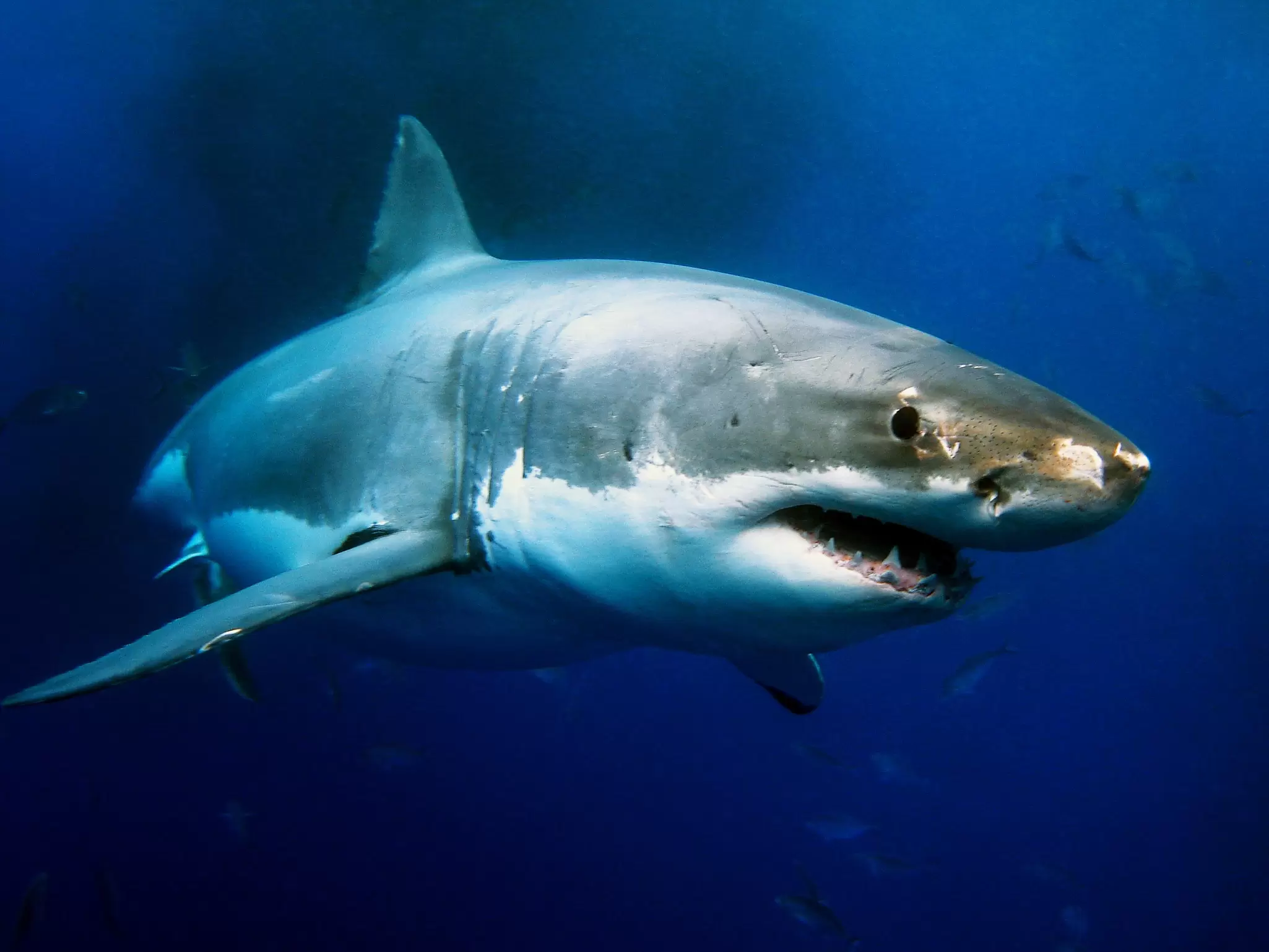 Great white shark swimming through deep blue water, its jaws slightly open to show rows of teeth