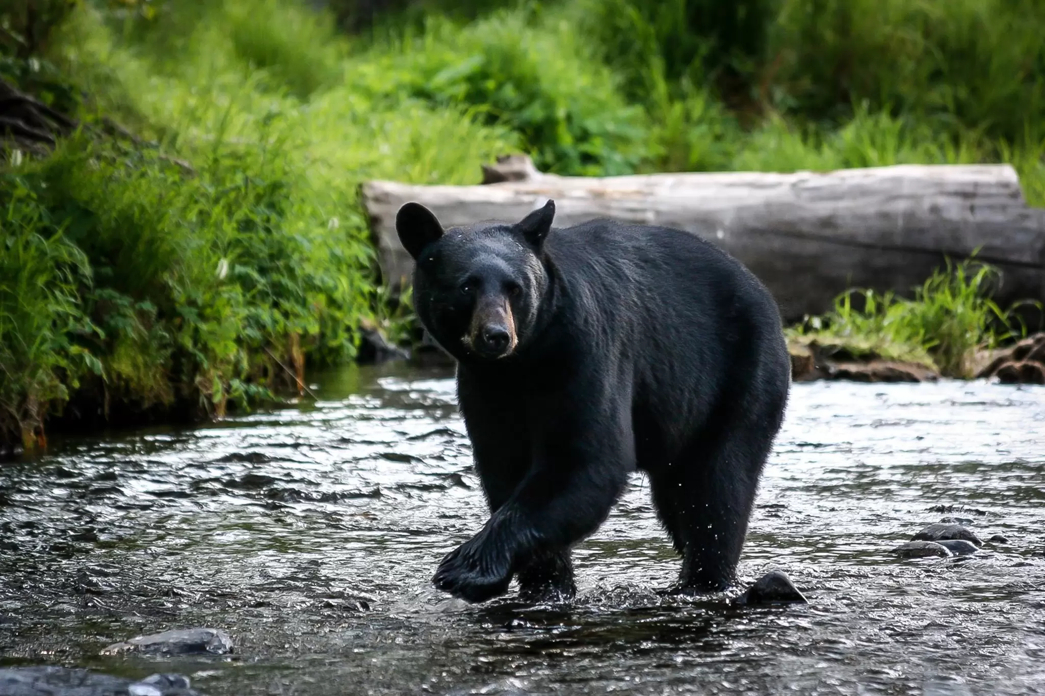 Black Bear in Alaskan River. 