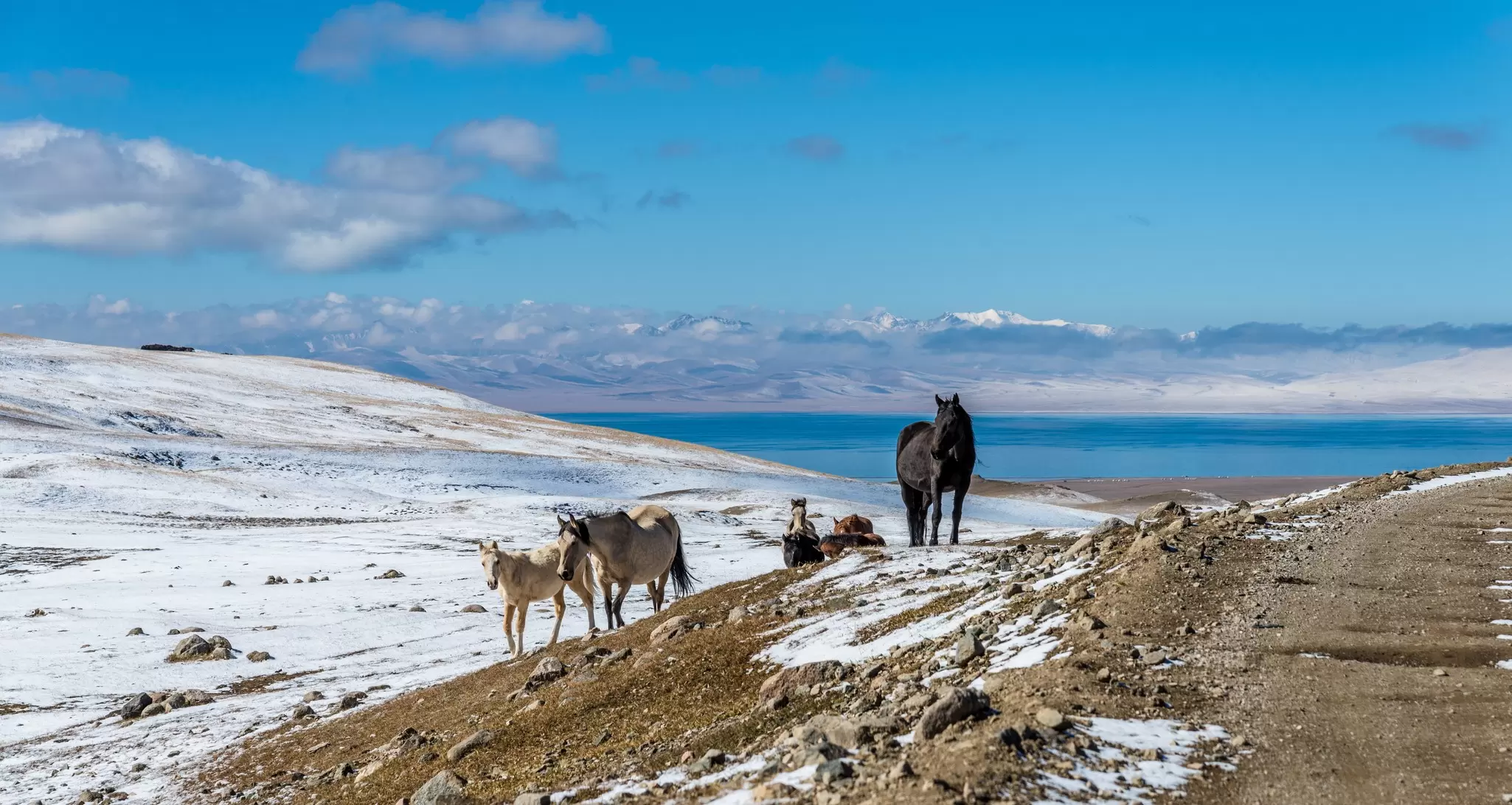 Horses near a mountain pass at Lake Son-Köl, Kyrgyzstan. MielnickiStudio/Shutterstock