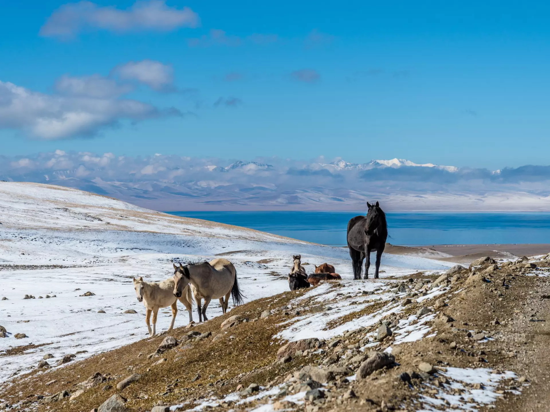 Horses near a mountain pass at Lake Son-Köl, Kyrgyzstan. MielnickiStudio/Shutterstock