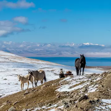 Horses near a mountain pass at Lake Son-Köl, Kyrgyzstan. MielnickiStudio/Shutterstock