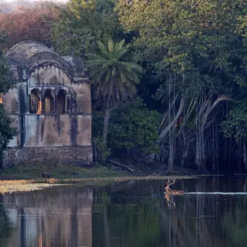 Deer swimming across river to Raj Bagh Palace in Ranthambore National Park.