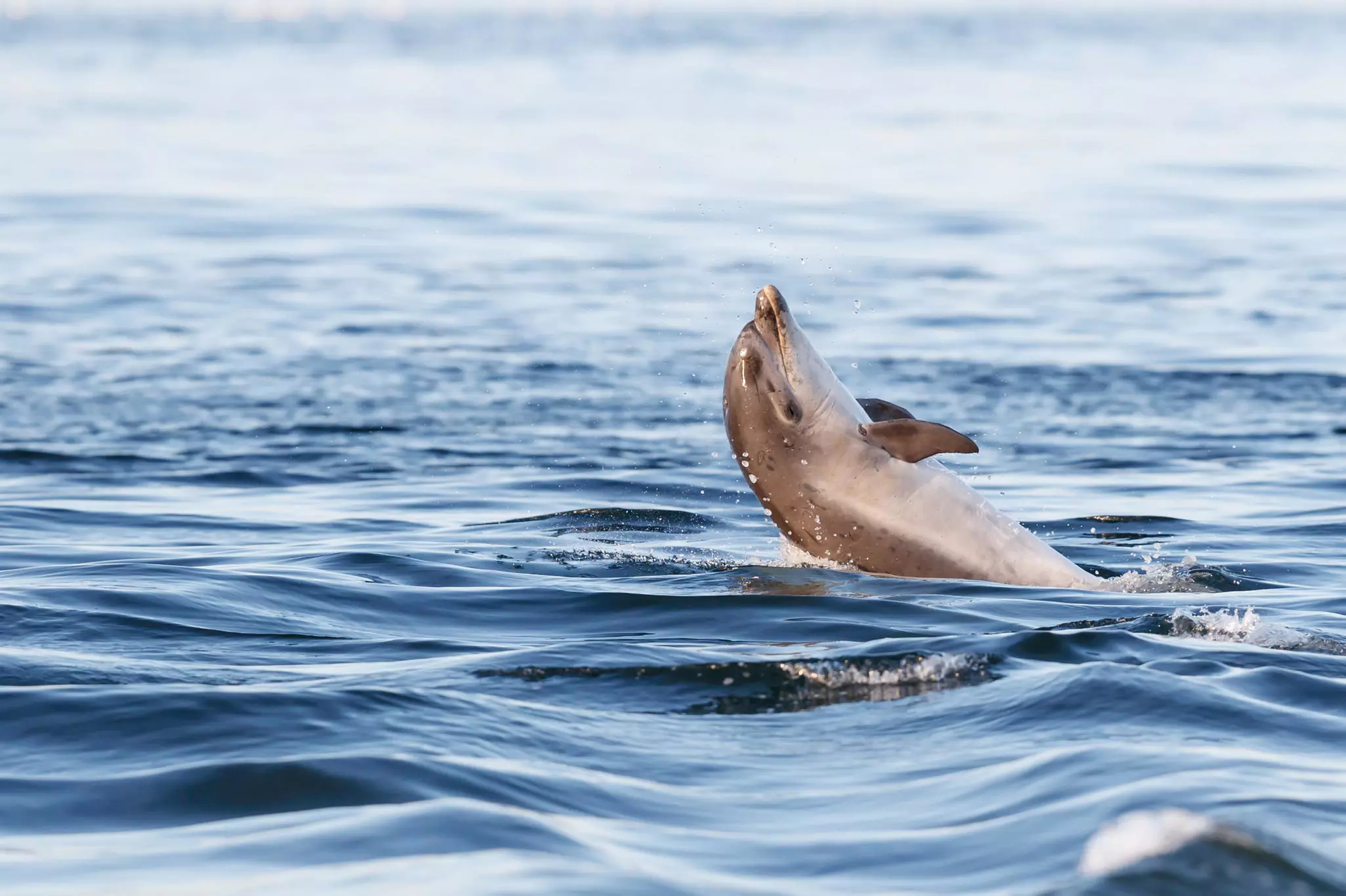 Wild dolphin jumping out of the water while hunting for migrating Atlantic Scottish salmon in the Moray Firth, North Scotland