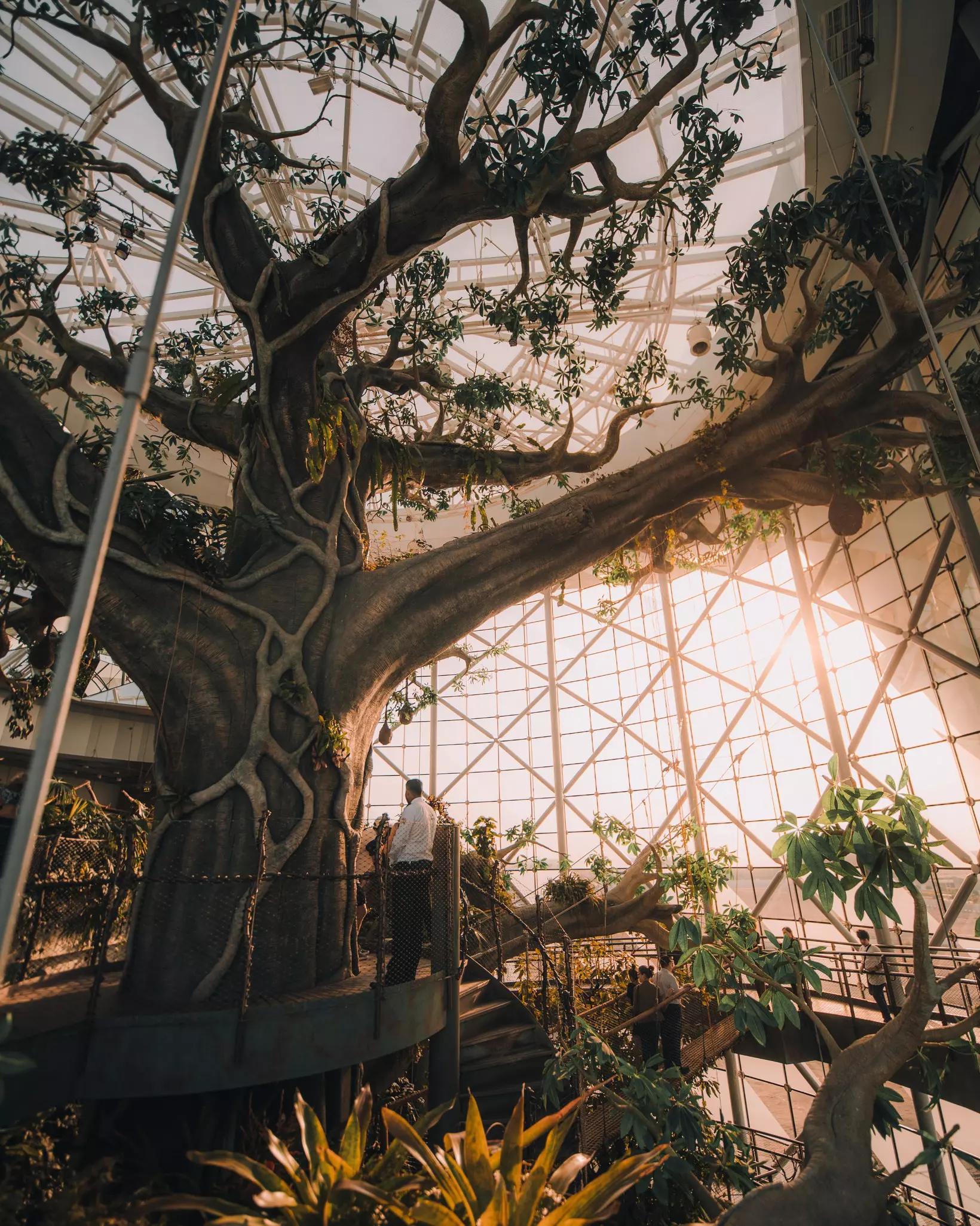 A large tree in an indoor rainforest.