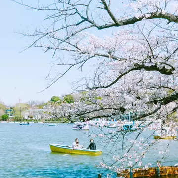 TOKYO, JAPAN. APRIL 2025. 
UENO
Ueno Park, Rental boats at Shinobazu Pond. Cherry blossom season