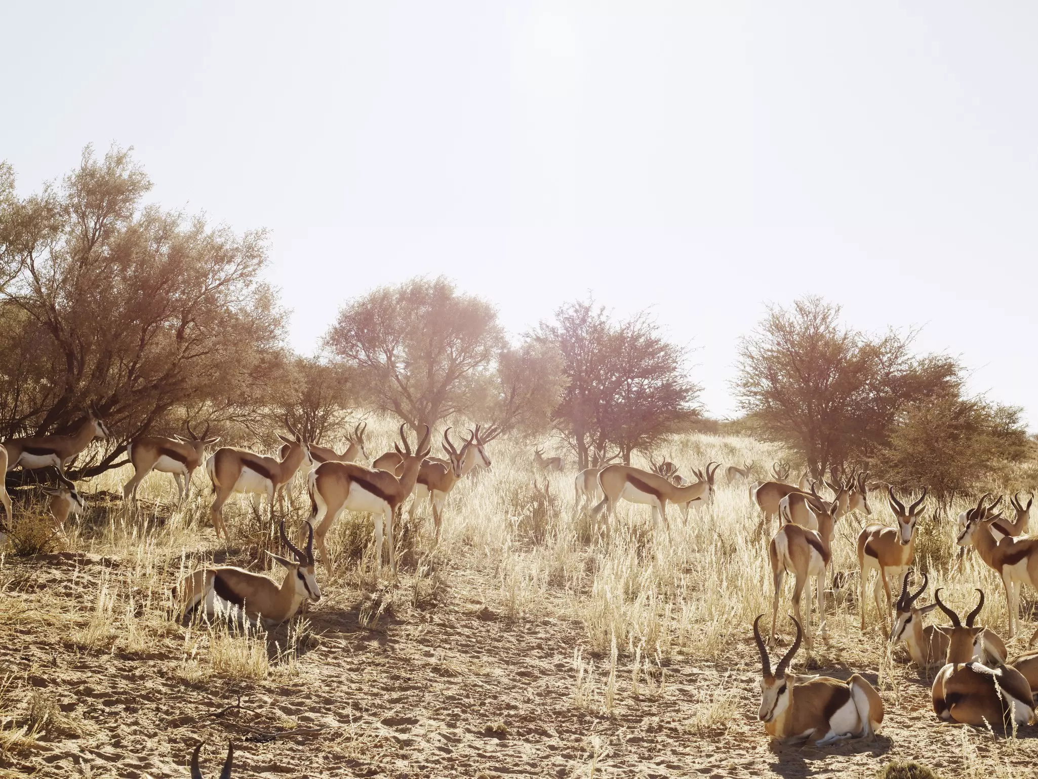 Herd of springbok - deer-like creatures with white faces and horns - in parched grasslands of Kgalagadi Transfrontier Park.