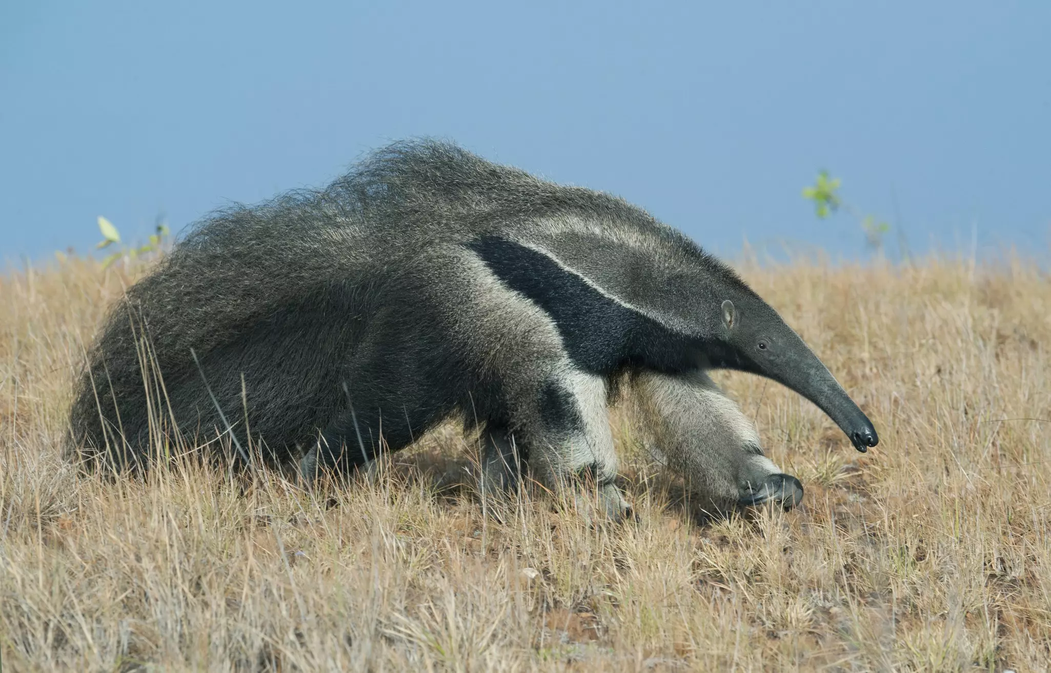 A large hairy creature with a long snout through grassland.