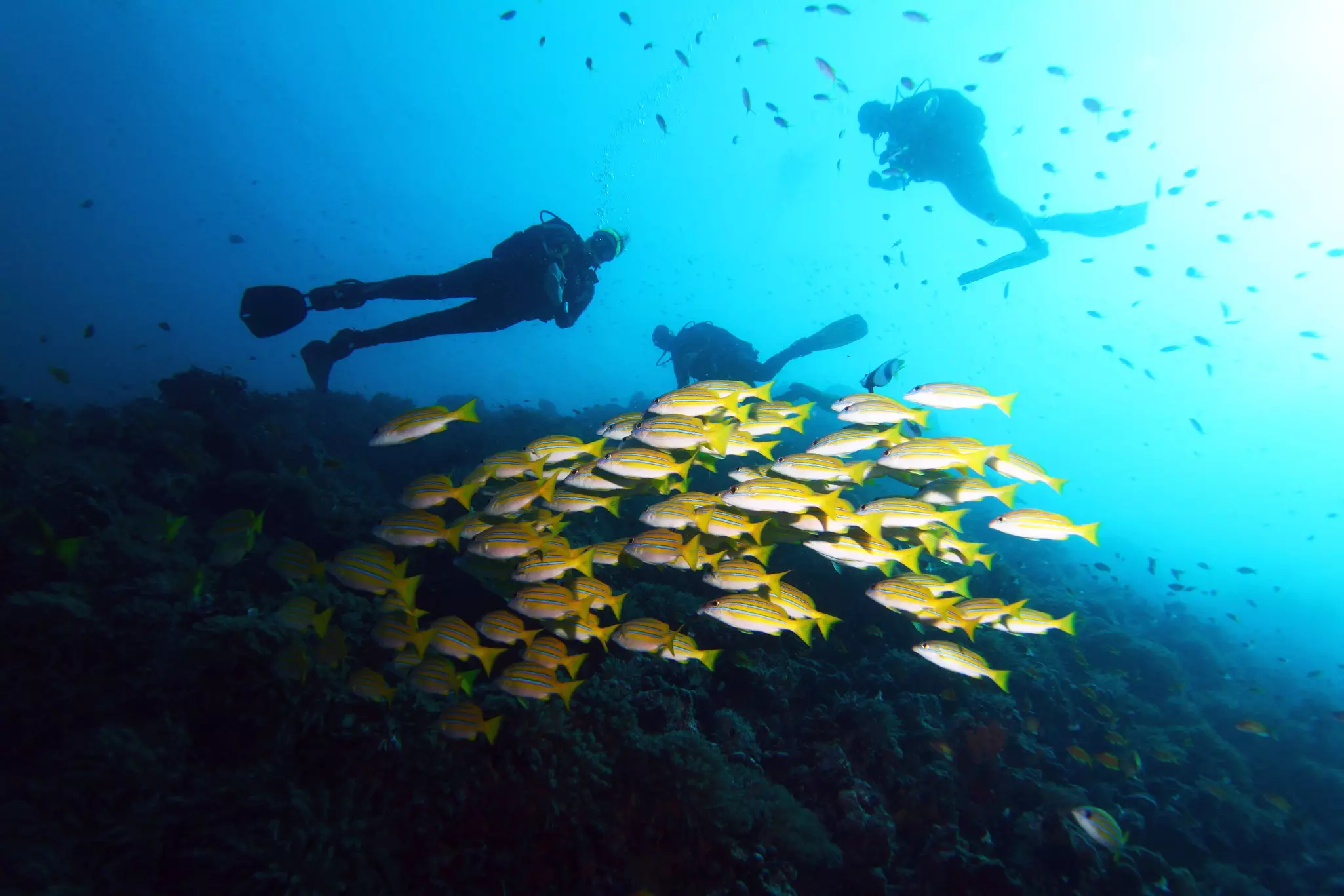 Three divers underwater in Zanzibar with a school of yellow and white fish