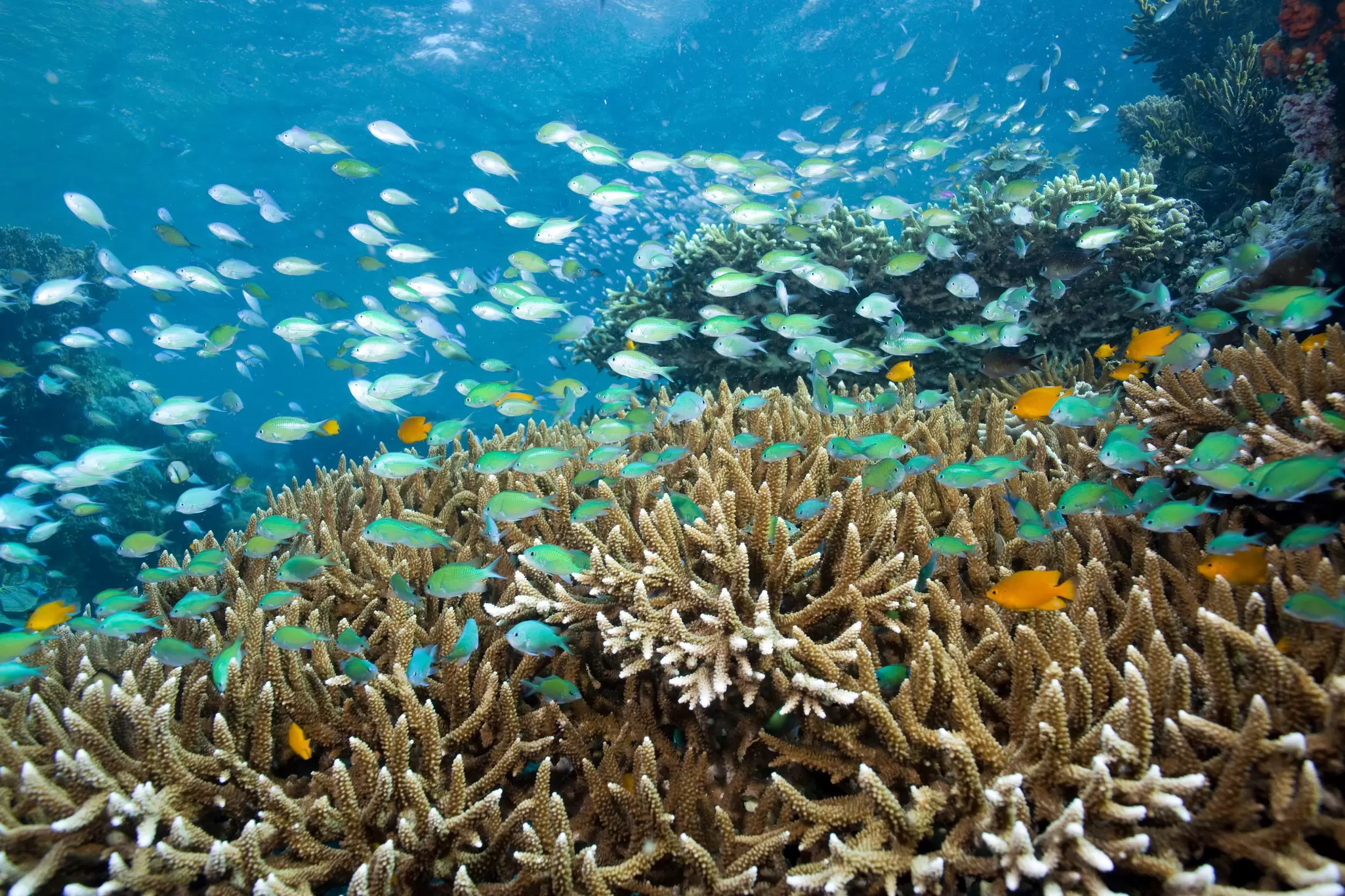 View of blue-green fishes by corals underwater near Menjangan Island in Indonesia.