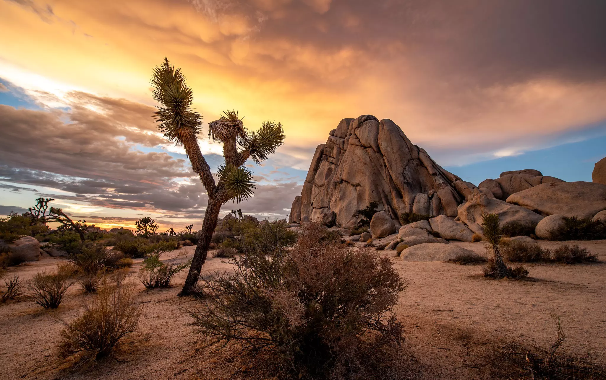 Joshua Tree National Park at sunset. AndrePagaPhoto/Shutterstock