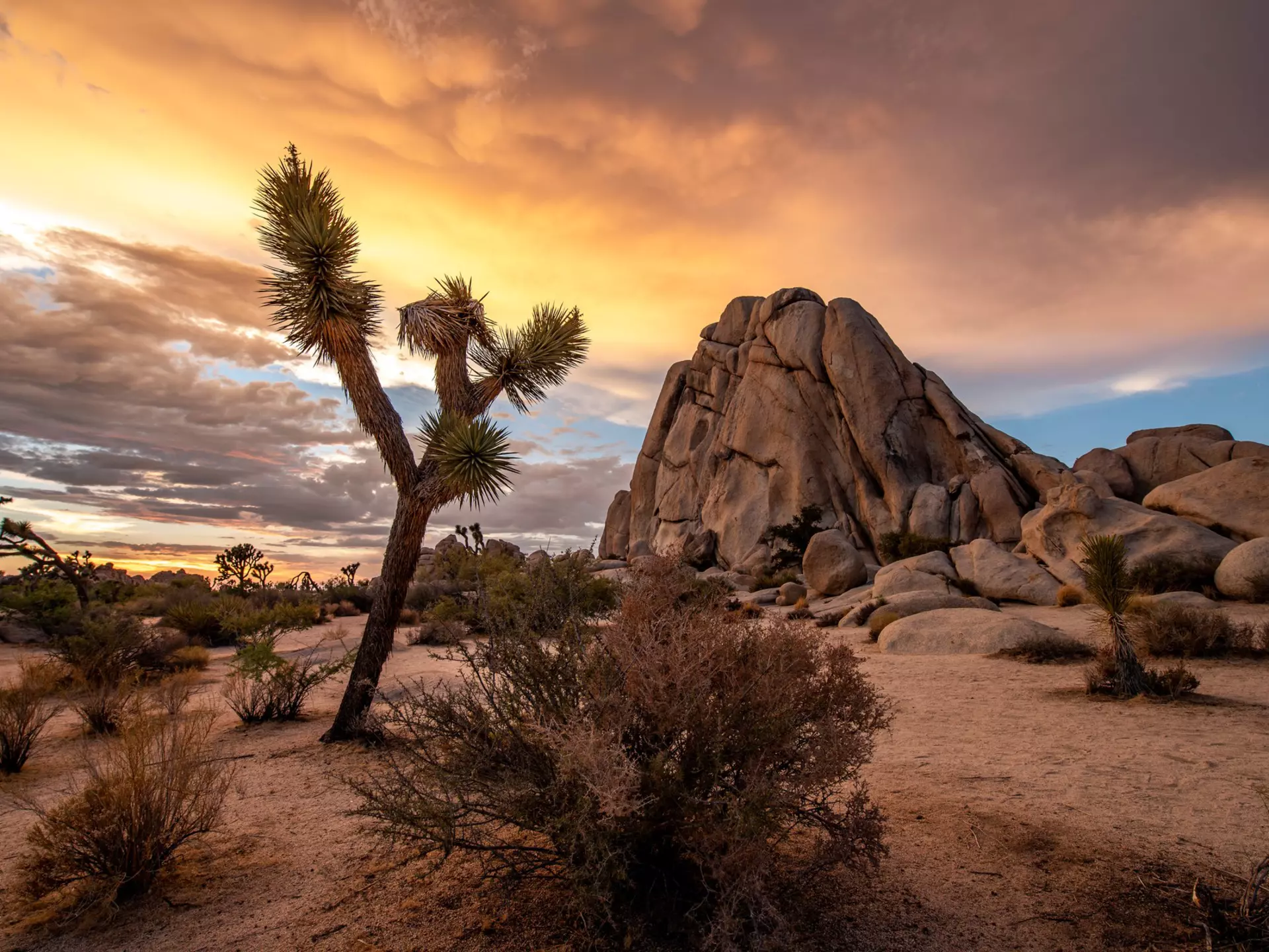 Joshua Tree National Park at sunset. AndrePagaPhoto/Shutterstock