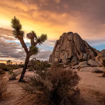 Joshua Tree National Park at sunset. AndrePagaPhoto/Shutterstock