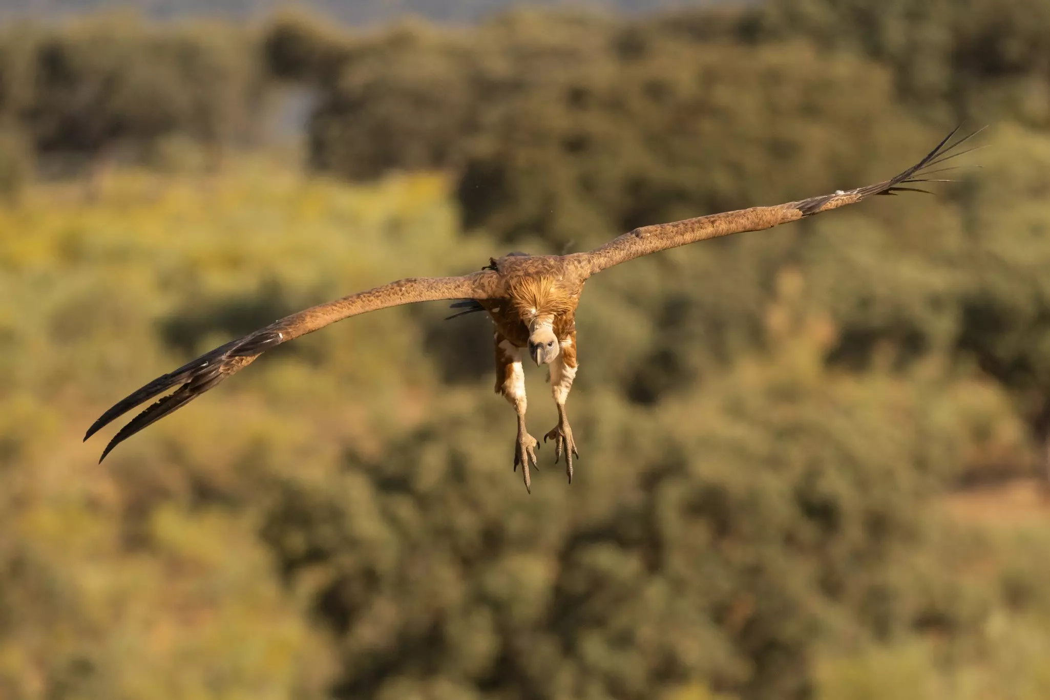 Large vulture in flight with wings outspread and legs down on a sunny day.
