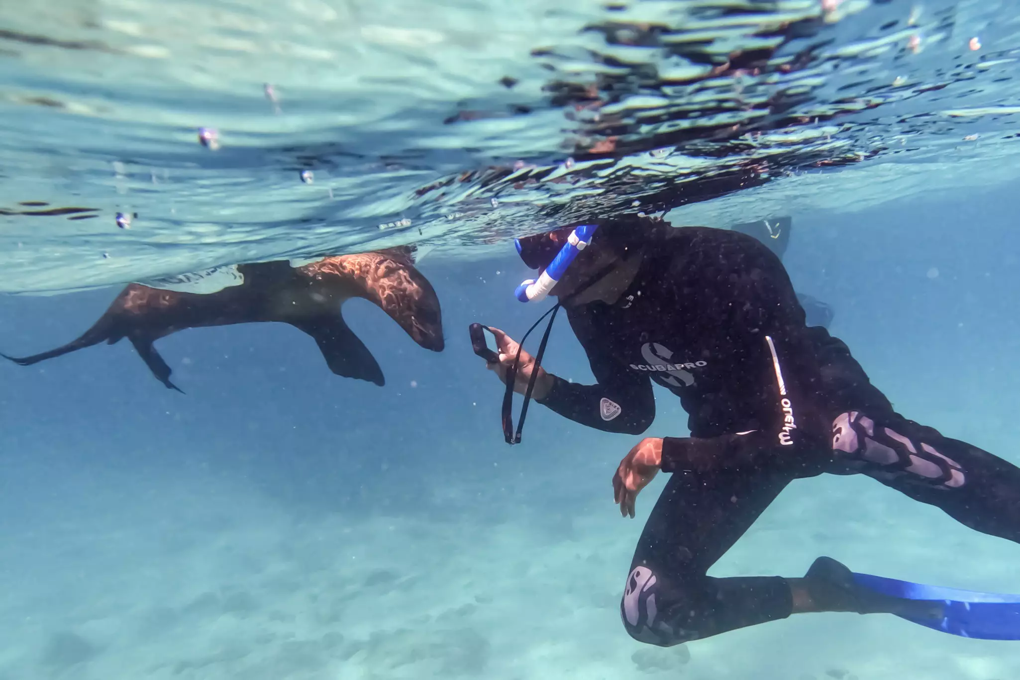 A curious sea lion approaches a snorkeler © Sebastian Modak / Lonely Planet