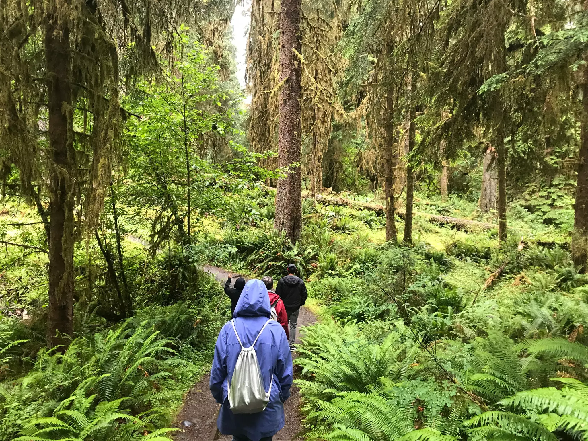 A woman hiking in the rain forest.