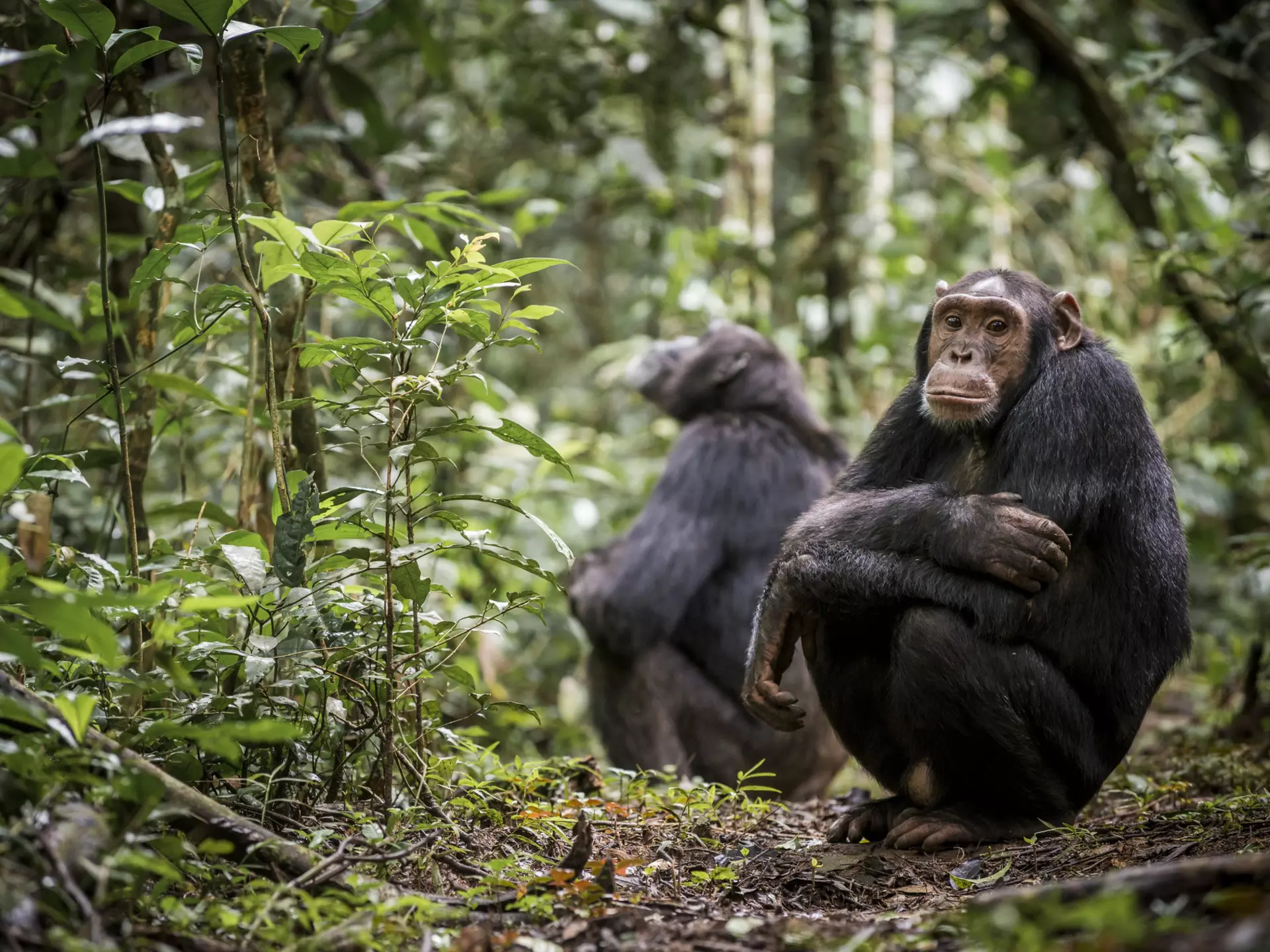 Chimpanzees in Kibale National Park