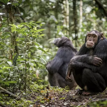 Chimpanzees in Kibale National Park