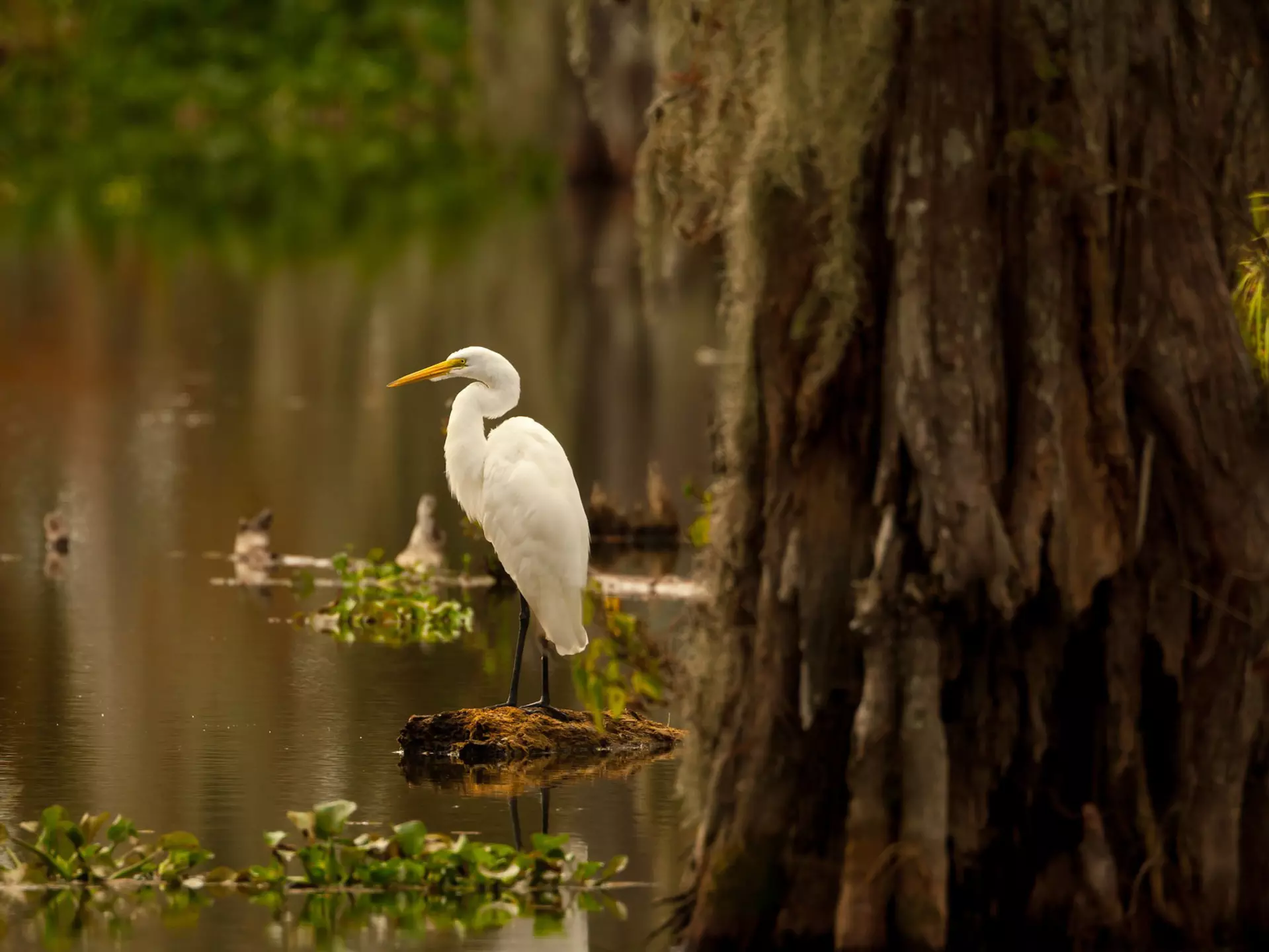 Great Egret (Ardea alba) posing on a stump in Lake Martin swamp, Breaux Bridge, Louisiana in the heart of Cajun Country.
144475726
root, swamp, bayou, marsh, nature, wetlands, wildlife, louisiana, freshwater, tree bark, tree trunk, ardea alba, wading bird, lake martin, great egret, spanish moss, cypress trees, breaux bridge, cajun country, birds of louisiana, birds of north america, birds of the united states