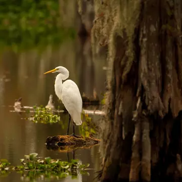 Great Egret (Ardea alba) posing on a stump in Lake Martin swamp, Breaux Bridge, Louisiana in the heart of Cajun Country.
144475726
root, swamp, bayou, marsh, nature, wetlands, wildlife, louisiana, freshwater, tree bark, tree trunk, ardea alba, wading bird, lake martin, great egret, spanish moss, cypress trees, breaux bridge, cajun country, birds of louisiana, birds of north america, birds of the united states
