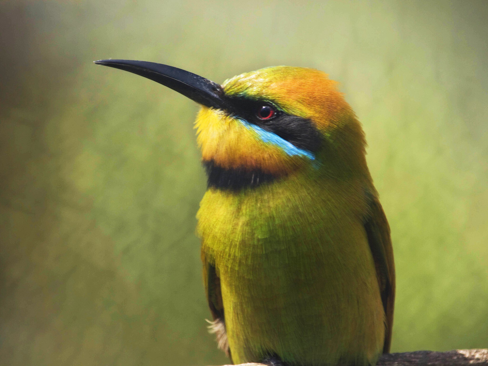 Rainbow Bee-eater