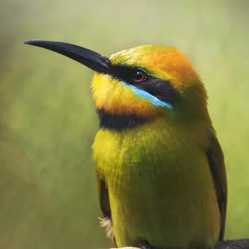 Rainbow Bee-eater