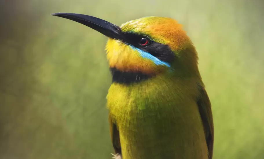 Rainbow Bee-eater