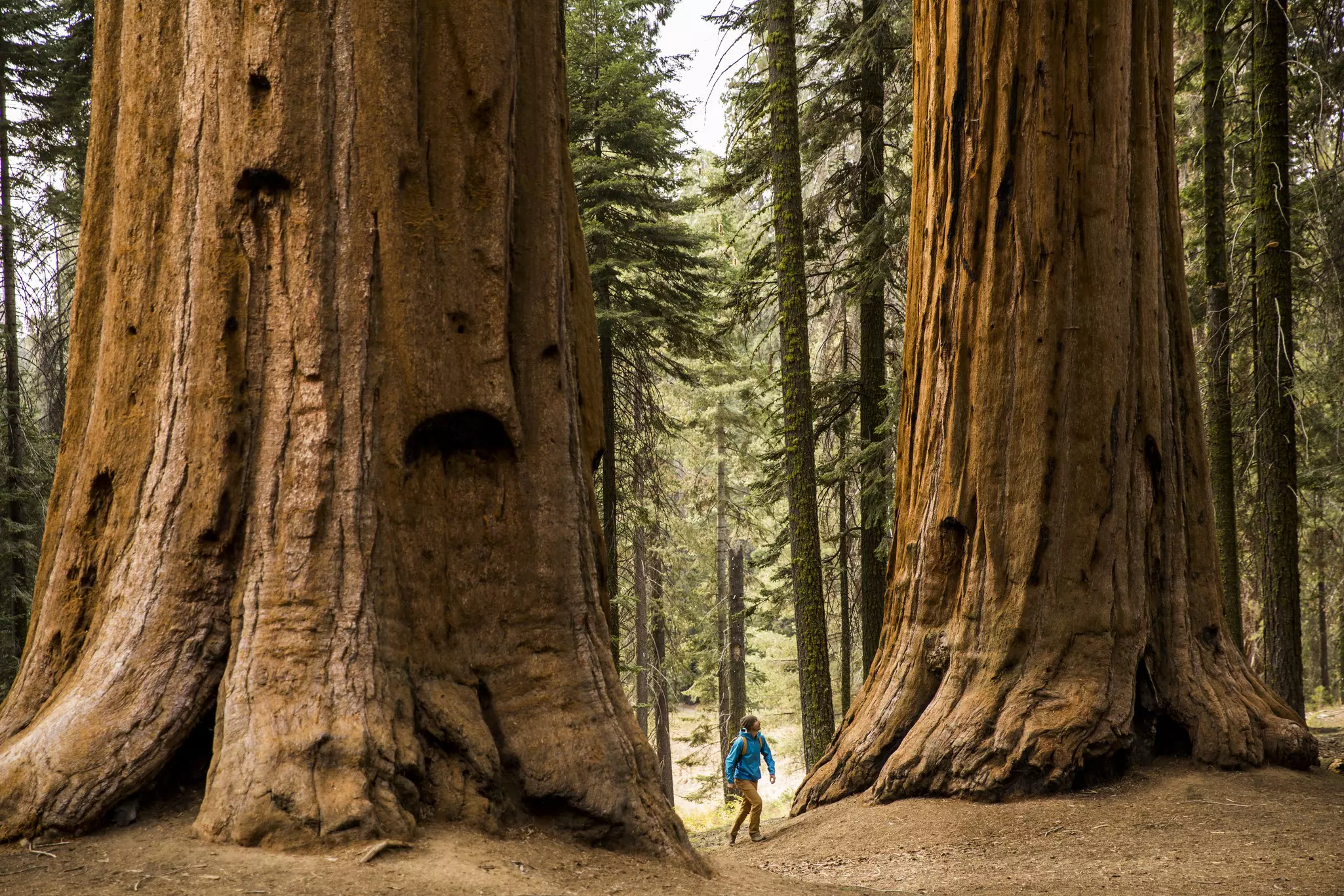 Hiking through giant redwoods and sequoias is a California treat © Jordan Siemens / Getty Images