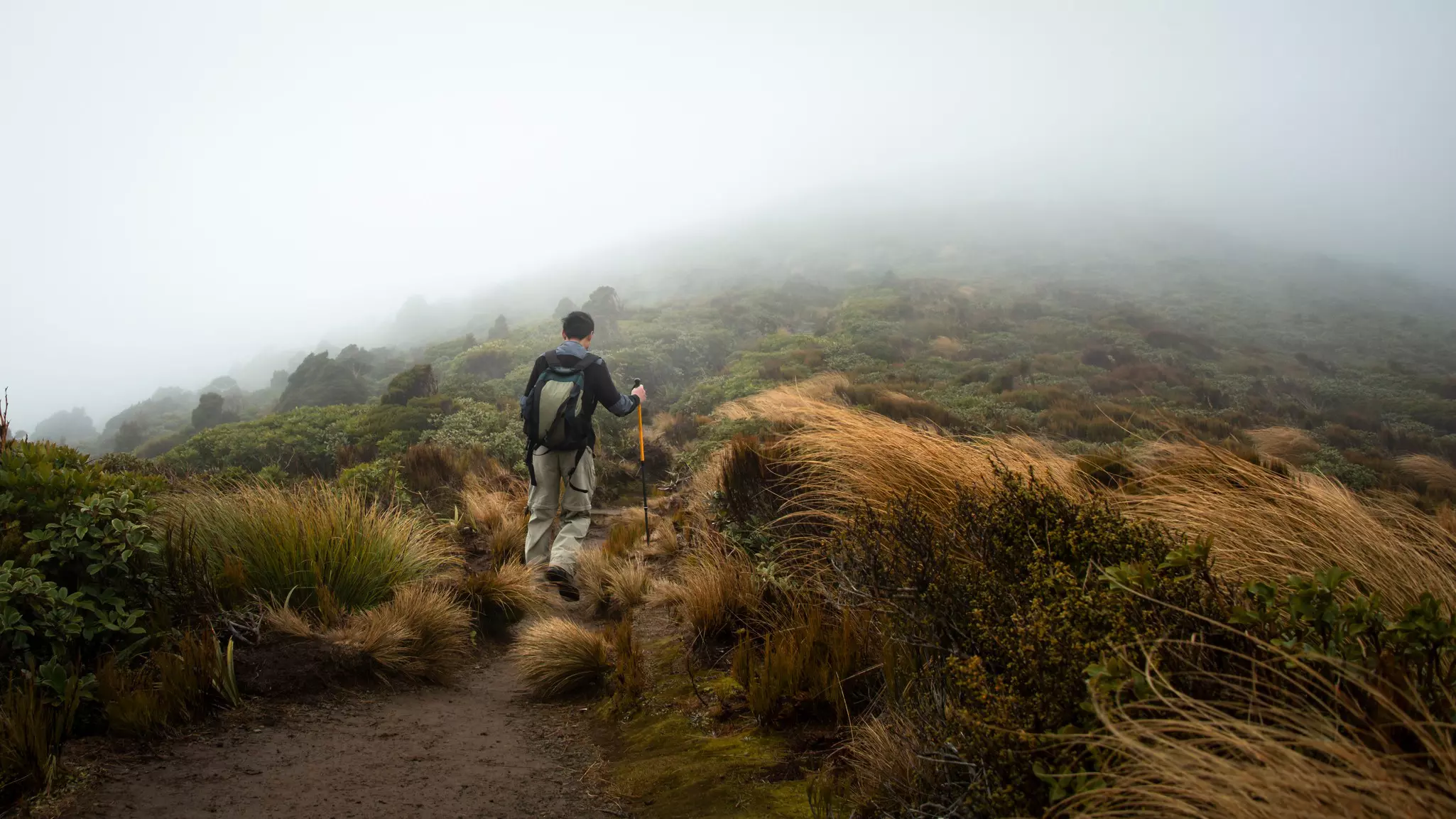 A hiker with a pole walks on a dirt trail in bad weather, heading into a foggy landscape in New Zealand.