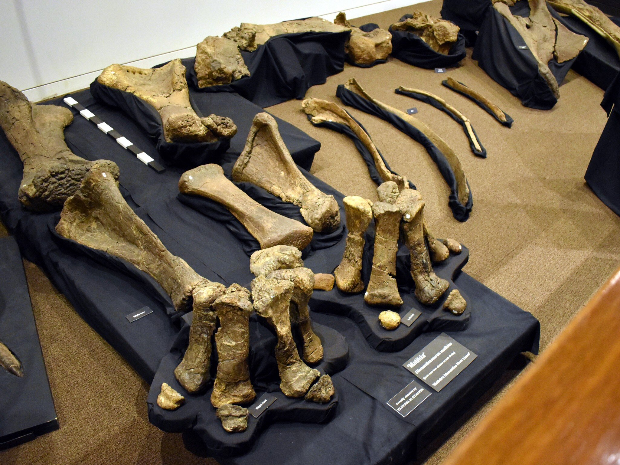 The excavated remains of a large dinosaur called diamantinasaurus on display at the Age of Dinosaurs in Far North Queensland, Australia.