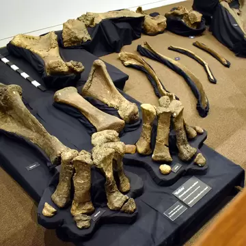 The excavated remains of a large dinosaur called diamantinasaurus on display at the Age of Dinosaurs in Far North Queensland, Australia.