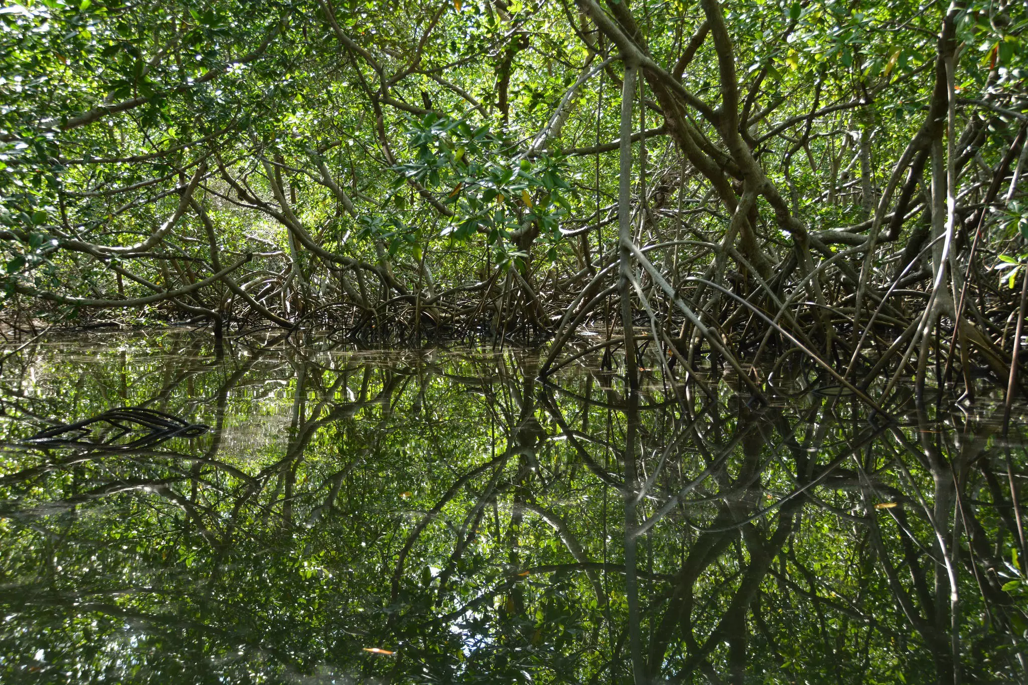 Mystical reflections of the roots of mangroves on water in the mangrove forest.