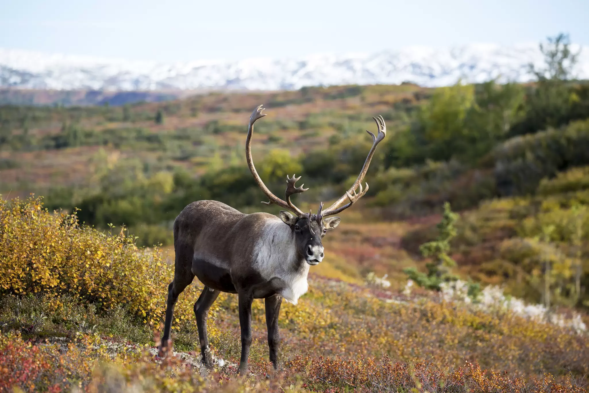 Caribou in Fall