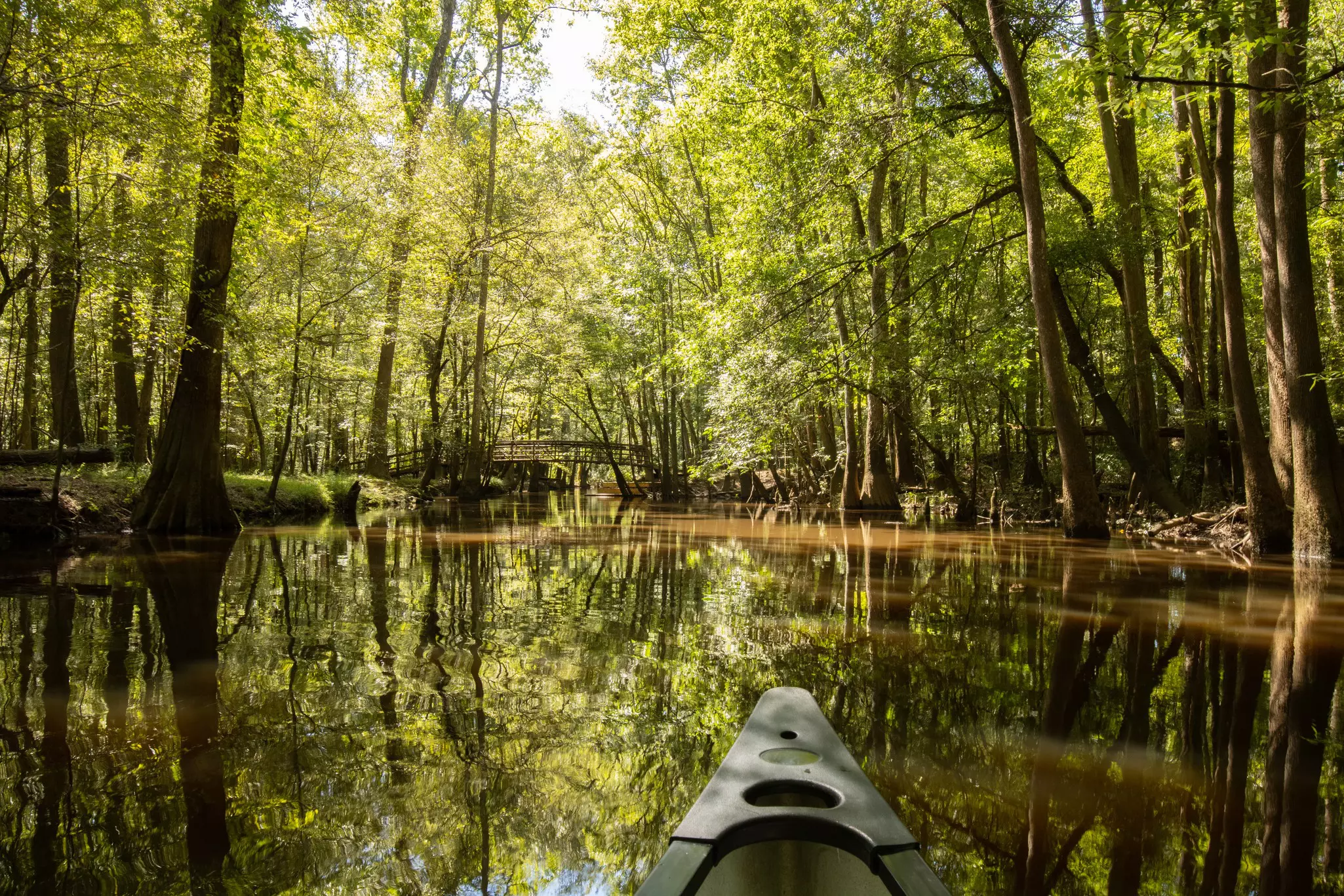 A canoe paddling through shady wetlands