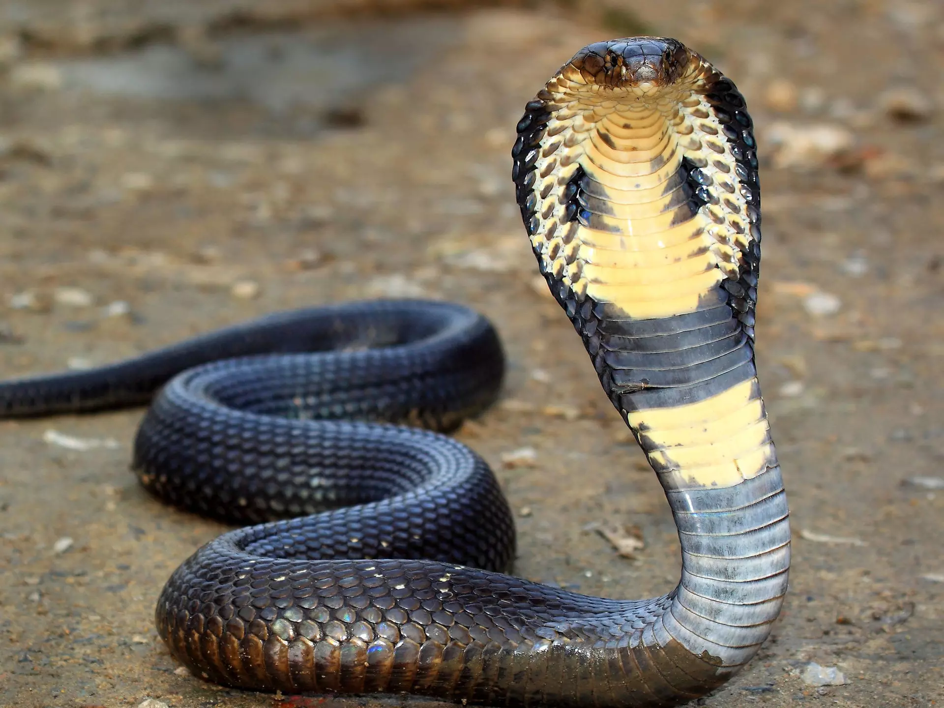 Cobra
animal, attack, background, charmer, close, cobra, cold-blooded, curve, cute, danger, danger sign, dangerous, dead, education, eye, fast, forest, head, hood, hooded, king, king cobra, long, nature, poison, poisonous, pose, position, pounce, reptile, reptilian, scales, serpent, show, skin, slither, snake, snake bite, snakeskin, strike, toxic, travel, up, up head, venom, venomous, wild, wildlife
