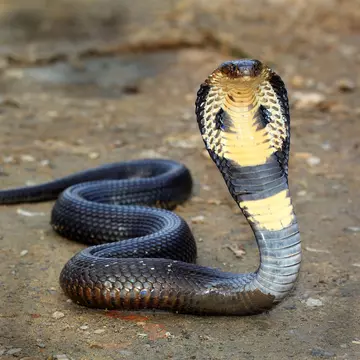 Cobra
animal, attack, background, charmer, close, cobra, cold-blooded, curve, cute, danger, danger sign, dangerous, dead, education, eye, fast, forest, head, hood, hooded, king, king cobra, long, nature, poison, poisonous, pose, position, pounce, reptile, reptilian, scales, serpent, show, skin, slither, snake, snake bite, snakeskin, strike, toxic, travel, up, up head, venom, venomous, wild, wildlife