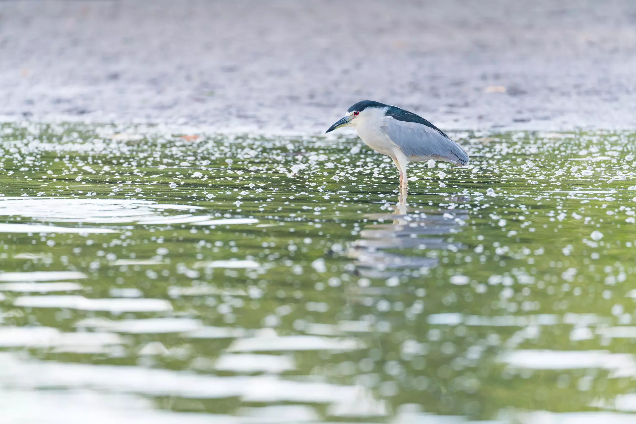 A black and white bird with a red eye stands in the shallows of a sparkling green body of water.