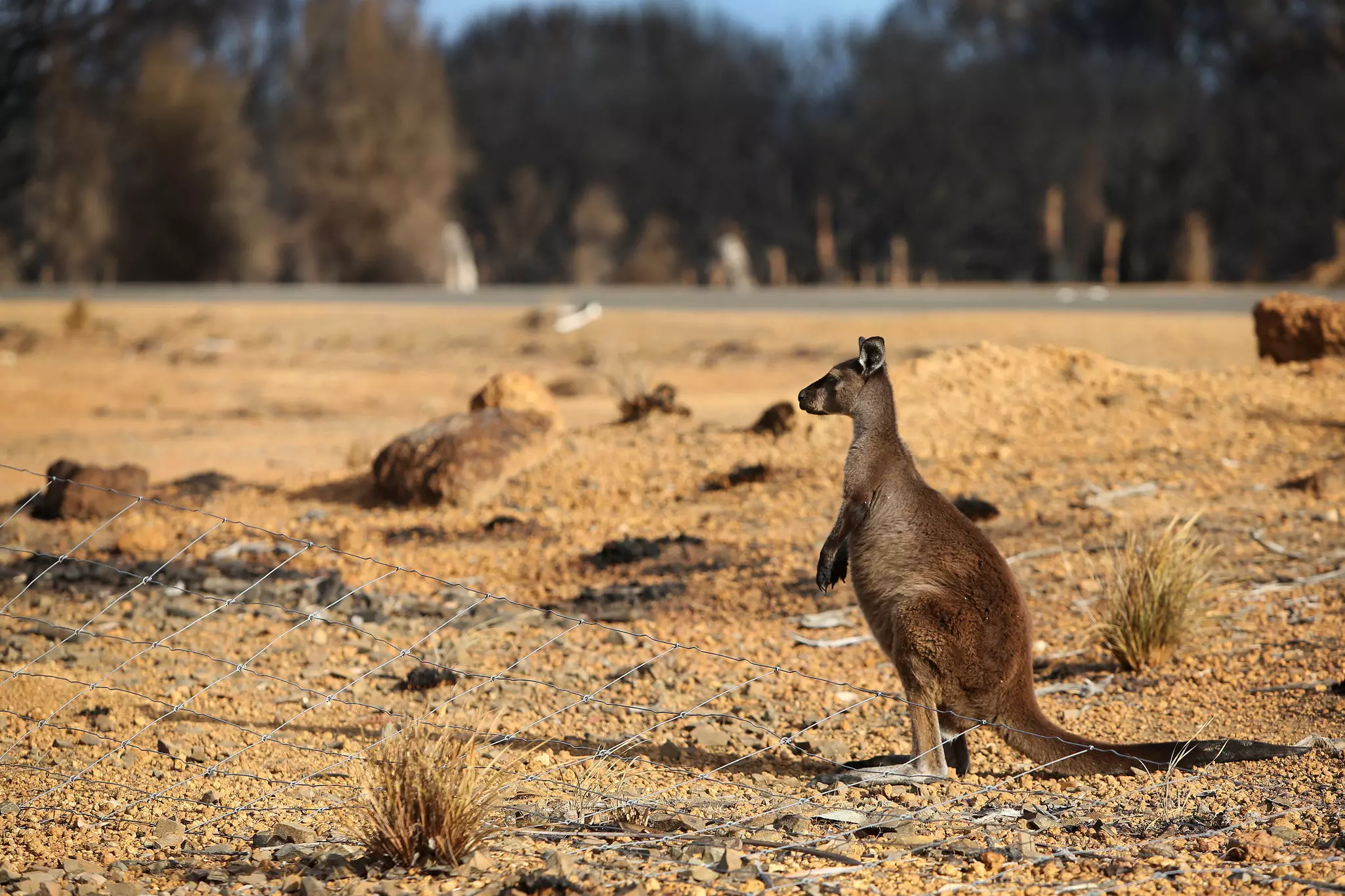 After devastating wildfires in late 2019 and early 2020, ecologists thought it would take years for Kangaroo Island’s vegetation to recover © Lisa Maree Williams / Getty Images