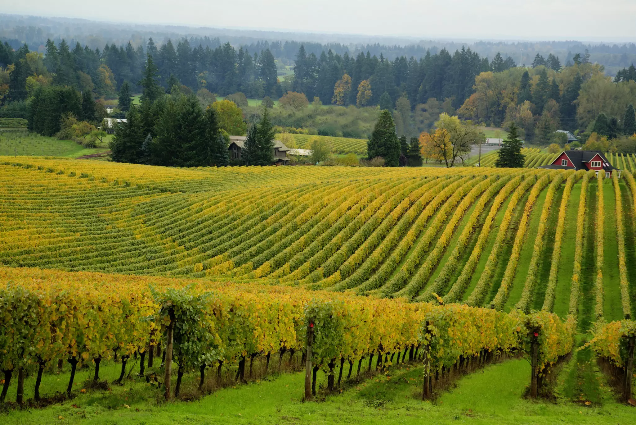 In between wine tastings, admire the beautiful vineyards of the Willamette Valley from your car © tomwachs / Getty Images