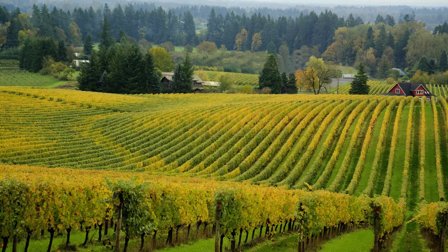 In between wine tastings, admire the beautiful vineyards of the Willamette Valley from your car © tomwachs / Getty Images