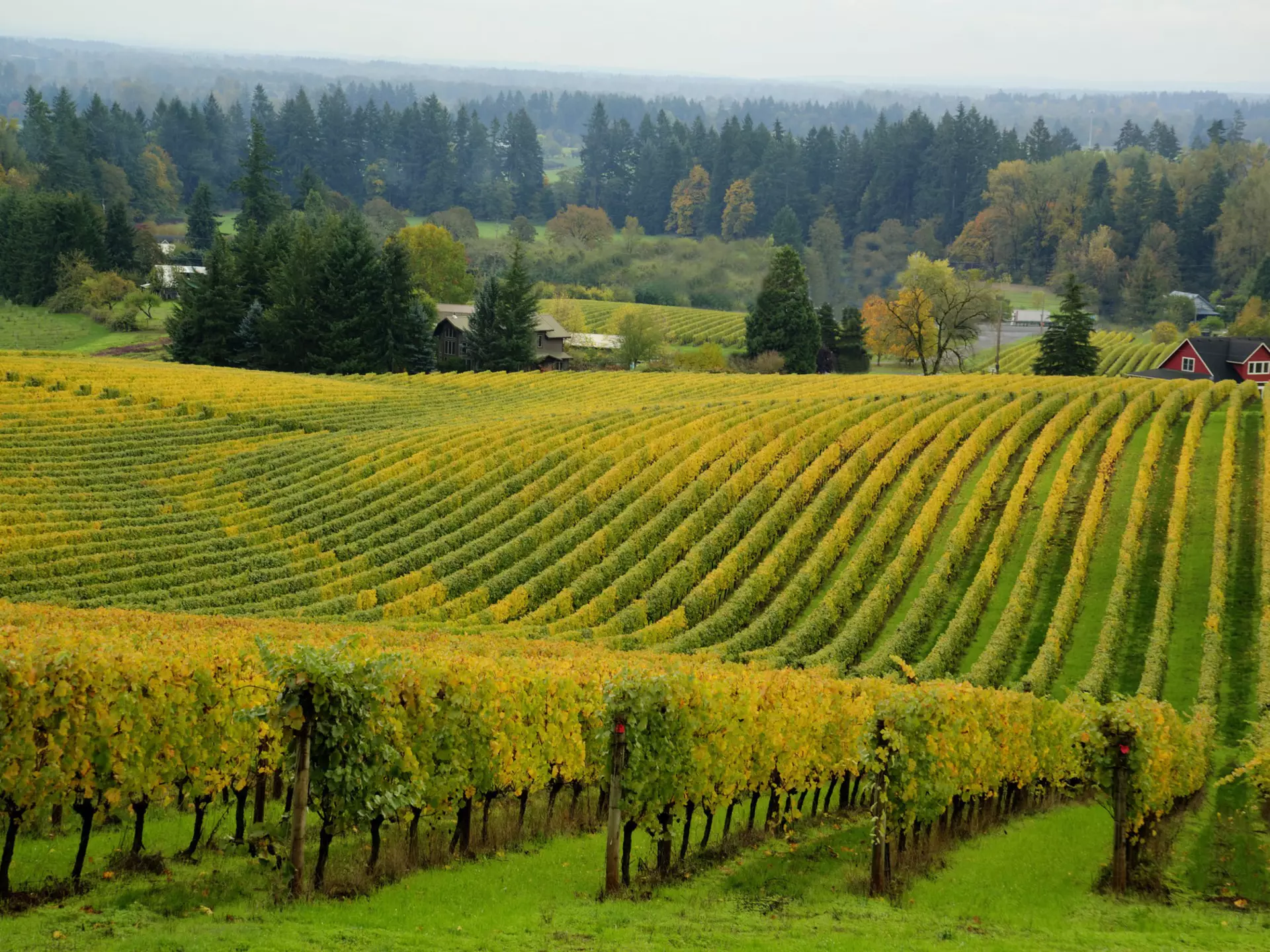 In between wine tastings, admire the beautiful vineyards of the Willamette Valley from your car © tomwachs / Getty Images