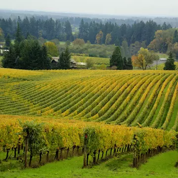 In between wine tastings, admire the beautiful vineyards of the Willamette Valley from your car © tomwachs / Getty Images