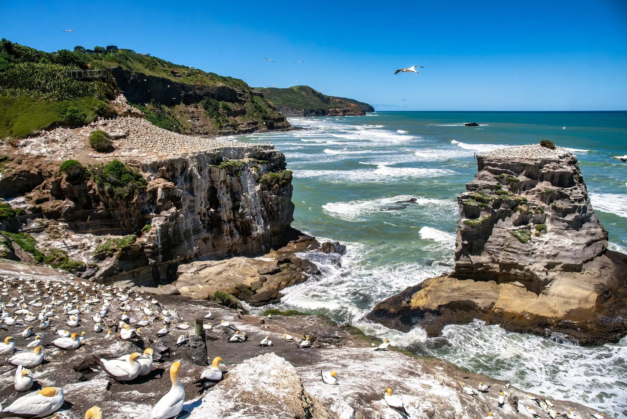 Thousands of Gannet birds nesting at the coast at Muriwai beach near Auckland  License Type: media  Download Time: 2023-05-12T08:33:28.000Z  User: mvm_lonelyplanet  Is Editorial: No  purchase_order: