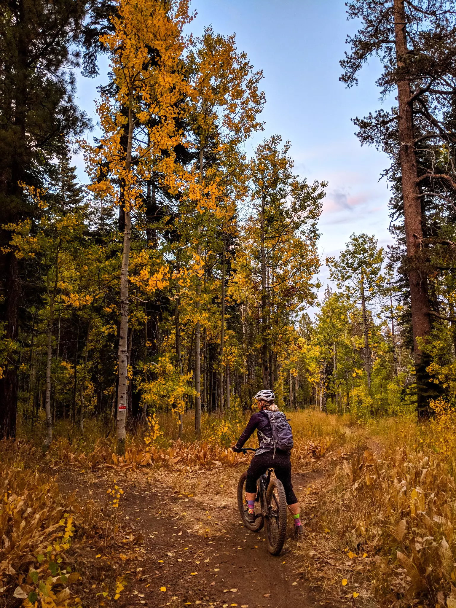 A person on a bike in a wilderness area with fall colors.