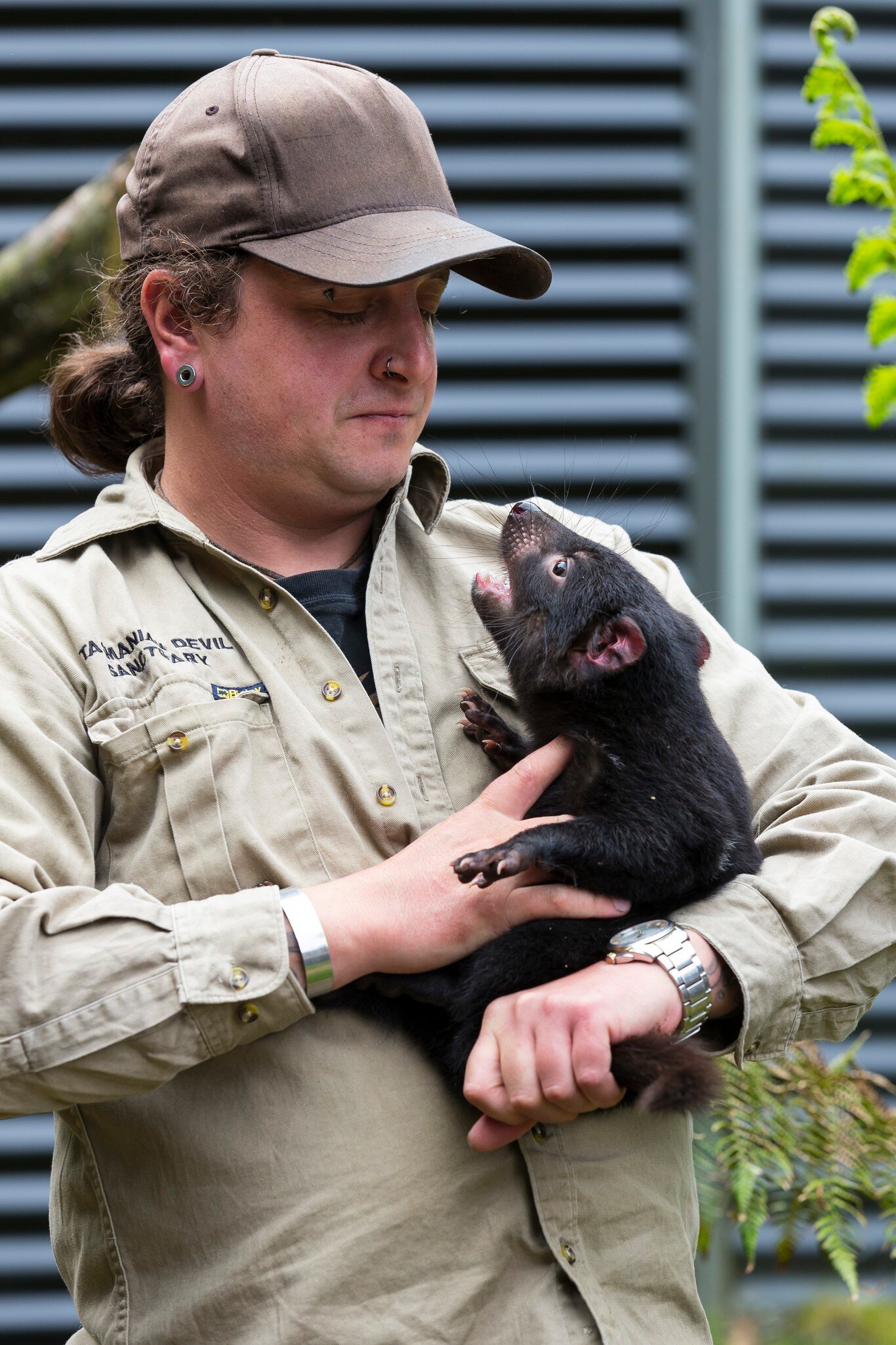 Keeper with Tasmanian Devil at Cradle sanctuary. Tasmania, Australia.