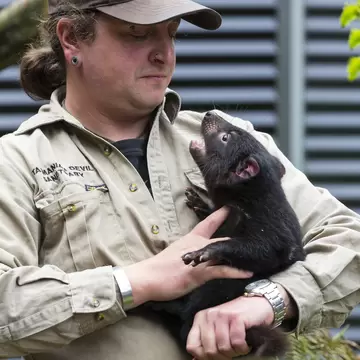 Keeper with Tasmanian Devil at Cradle sanctuary. Tasmania, Australia.